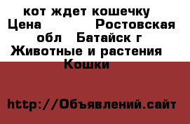 кот ждет кошечку › Цена ­ 1 200 - Ростовская обл., Батайск г. Животные и растения » Кошки   